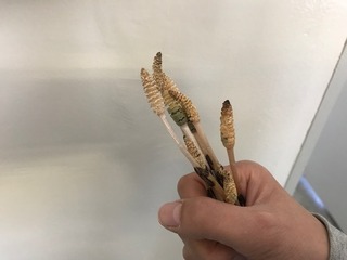 つくし.jpg
