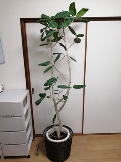 IMG_20200412_203848.jpg