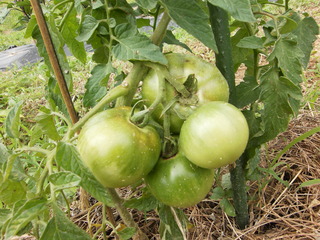 PICT0349.JPG