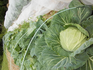 PICT0352.JPG